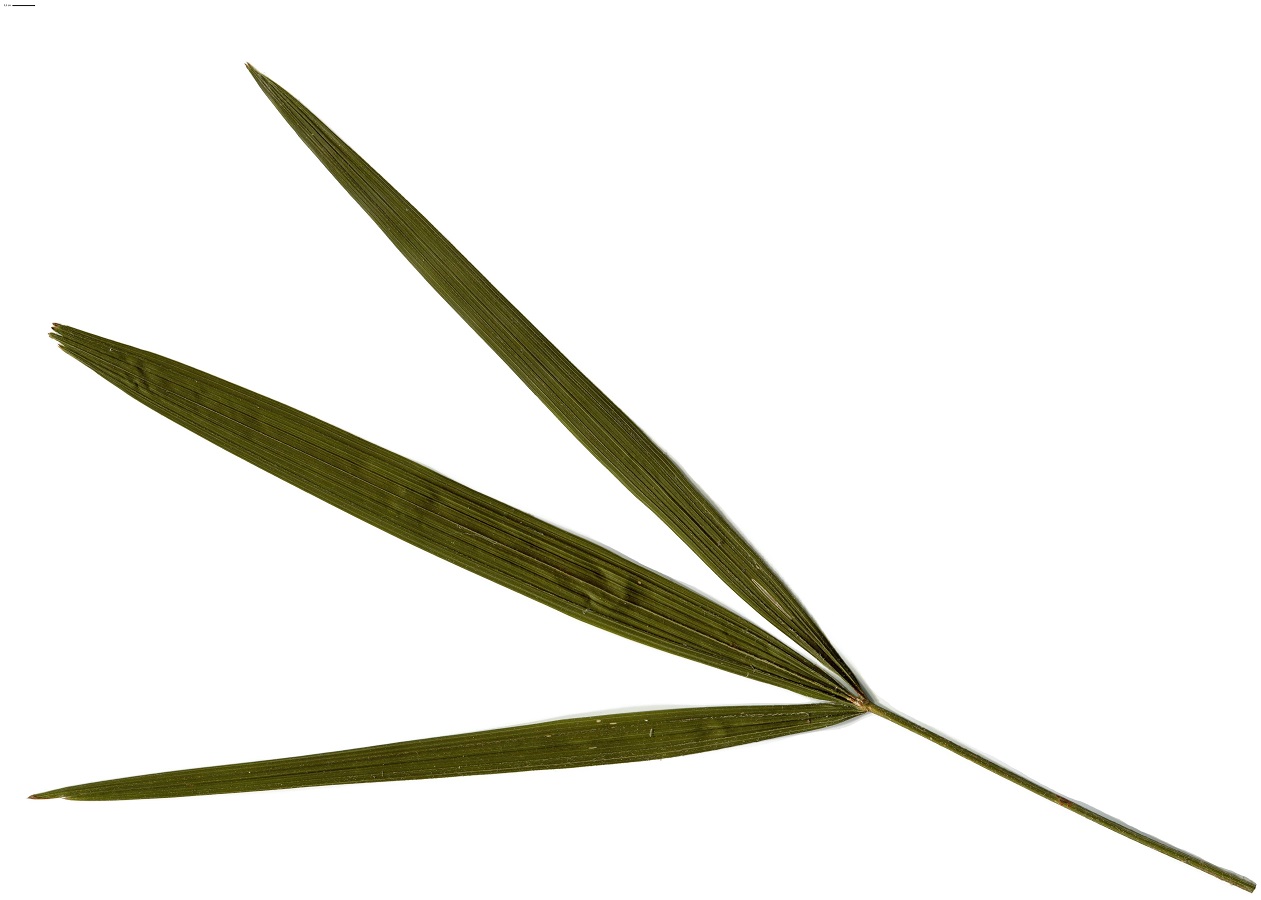 Chamaerops humilis (Arecaceae)